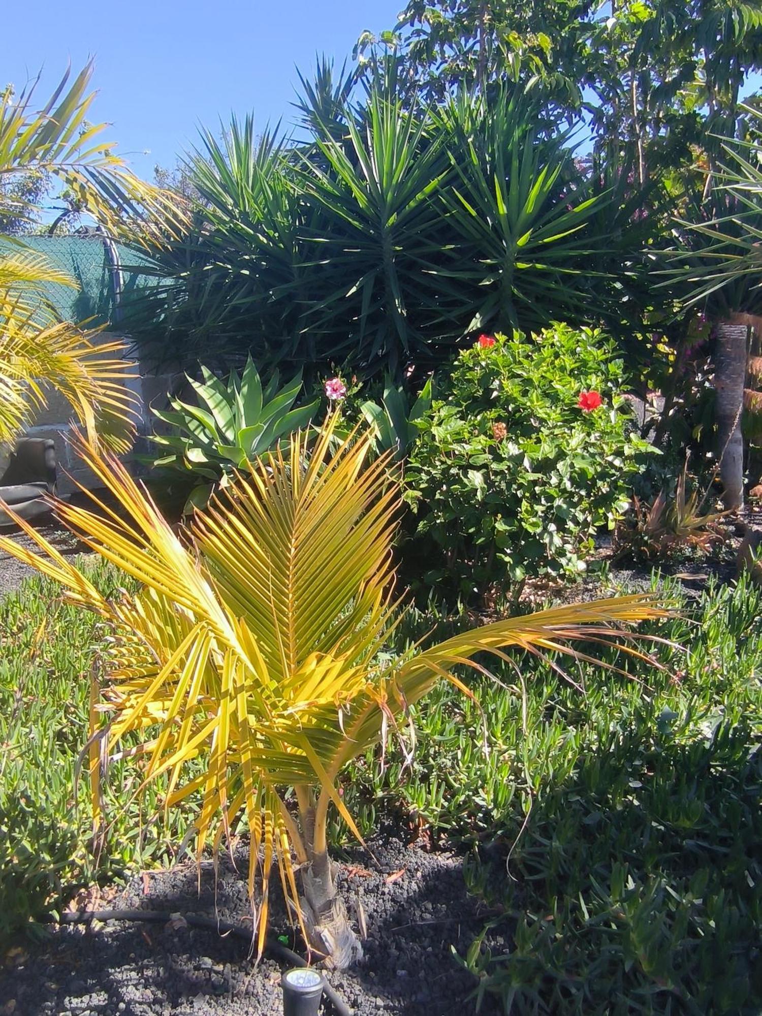 Villa Daita 2 Villa Daita 3 Granadilla De Abona Eksteriør billede