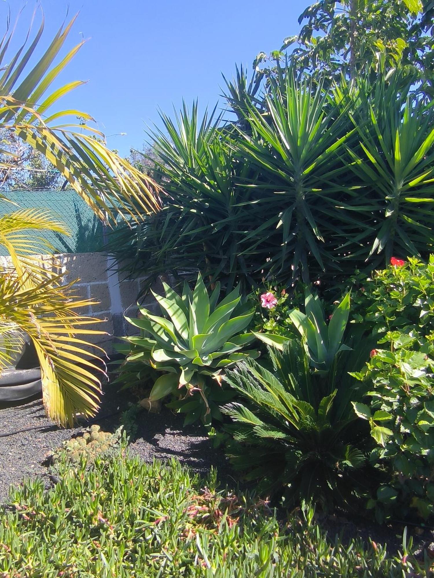 Villa Daita 2 Villa Daita 3 Granadilla De Abona Eksteriør billede